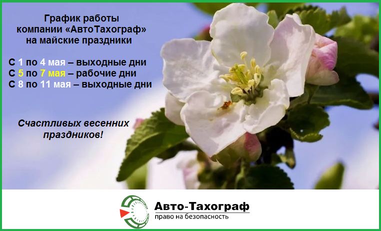 ат яблоневый цвет.JPG